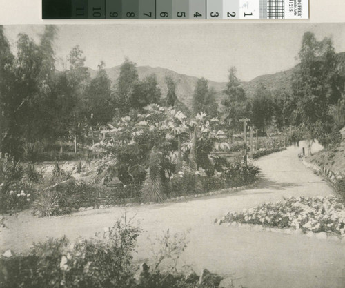 Among the Flowers, Las Flores Canon--a Mid-winter Scene