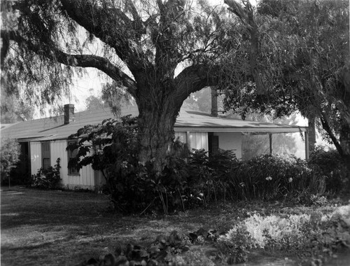 Centinela Adobe and Pepper Tree