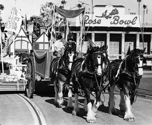 Clydesdales at the Rose Bowl