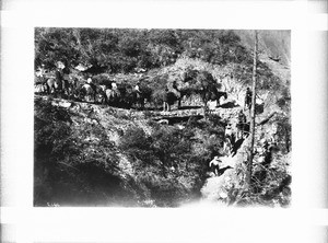 Group of people on horseback on Bright Angel Trail, Grand Canyon, 1900-1940