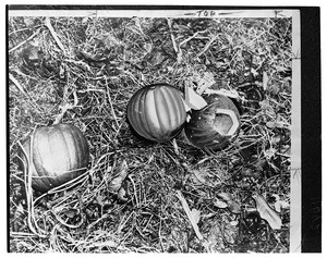 Copy of a pumpkin, 1954
