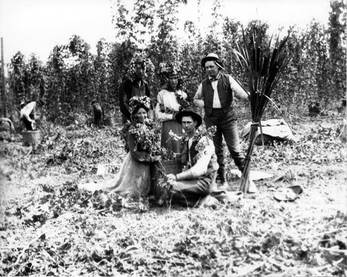 Five people in hop field, (early 1900s), photograph