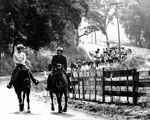 Moller cattle drive, (c. 1971), photograph # 1