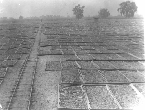 Raisin Drying Yard, Tulare County, Calif