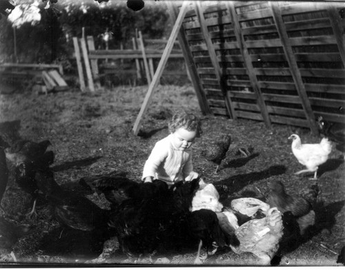 Unidentified Child Feeding Chickens, Tulare County, Calif., ca 1910