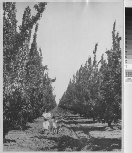 Family in a Fruit Orchard