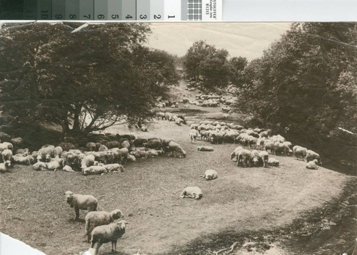 Flock of Sheep in the Santa Clara Valley Foothills