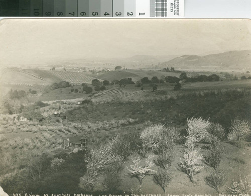 View of Foothill Orchards