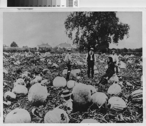 Pumpkins and People on the Vennum Family Farm