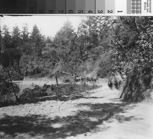 Photograph of lumber wagons on a mountain road