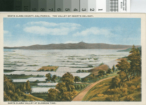 Postcard of Santa Clara Valley At Blossom Time