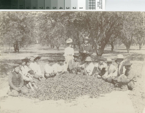 Orchard Workers with Tussock Moth Cocoons