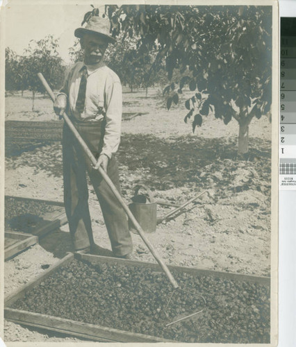 Mr. Hunt Turning Prunes