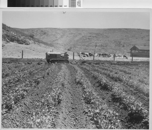 Tractor Turning Over Old Crops