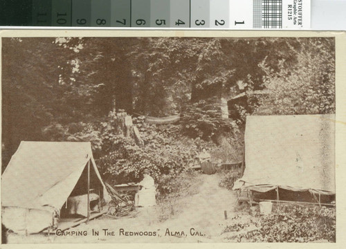 Postcard of Camping in the Redwoods, Alma, California