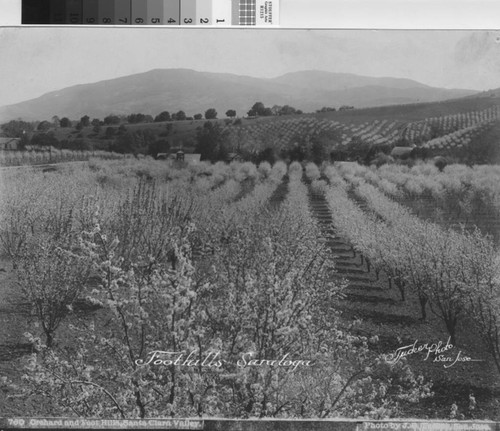 Orchards and Foothills of Saratoga