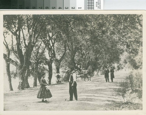 Willow Trees on The Alameda