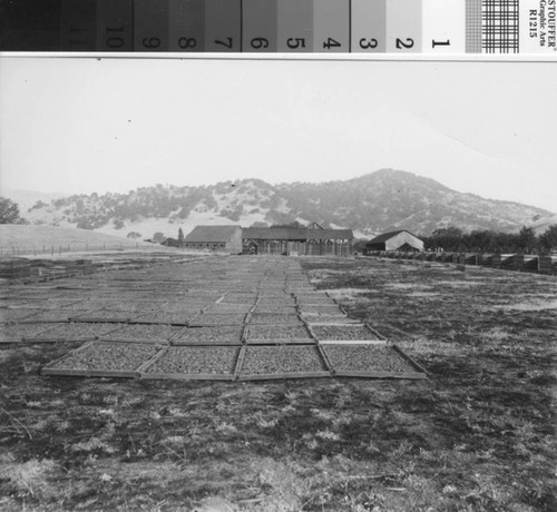 Photograph of Fruit Drying on Trays