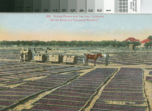 Postcard of Drying Prunes Near San Jose, California