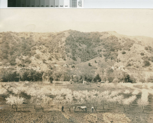 Farm In the Santa Clara Valley Foothills