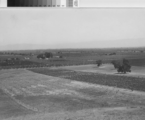 Orchards Near Saratoga