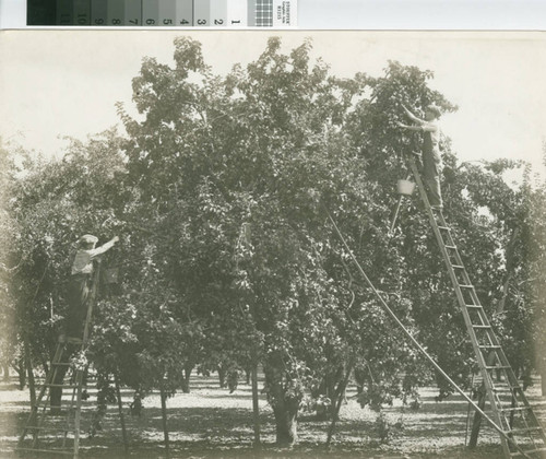 Apple Pickers on Ladders