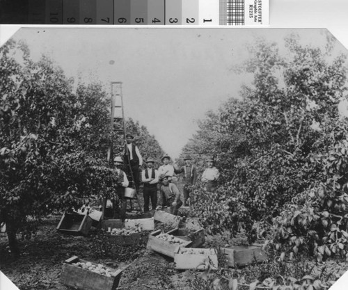 Fruit Pickers at the Abram Block Orchard