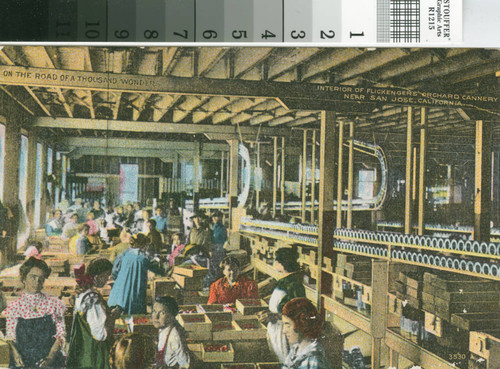 Postcard of the Interior of Flickenger's Orchard Cannery Near San Jose