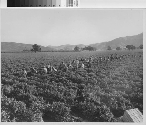 Men Picking Crop