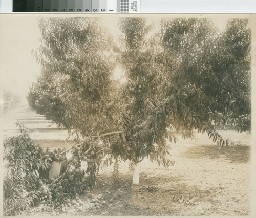 Fruitful Prune Tree With Broken Branch