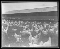 Chickens at poultry farm