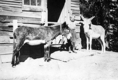 Everette With Donkeys