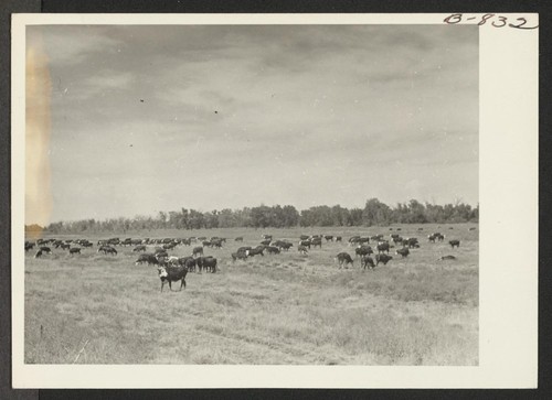 Amache farm cattle on one of the pastures. Photographer: McClelland, Joe Amache, Colorado
