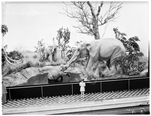 Display of elephants in the Natural History Museum