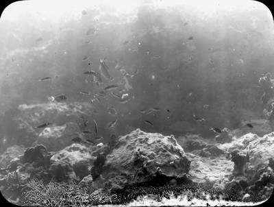 Williamson Expedition underwater photo of fish