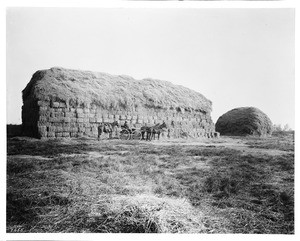 Wall of hay bales with a horse-drawn cart, Tulare County, ca.1900