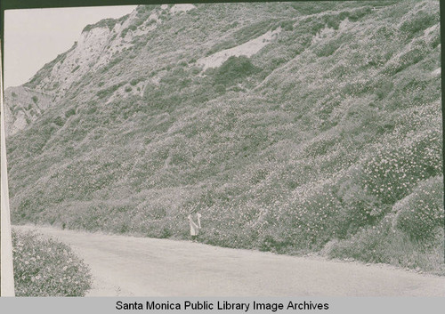 A little girl walking down the old Via de La Paz in Pacific Palisades with the hillside covered in flowers