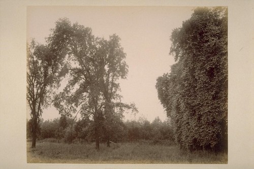 Wild Grape Vines, on the Bank of Sonoma Creek, adjoining El Verano, on Farm of Geo. H. Maxwell