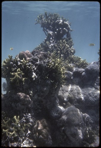 Manus: underwater scene with fish and coral, near Pere village