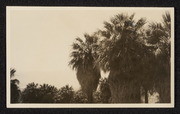 First group of palms near Edom, California, no. 1
