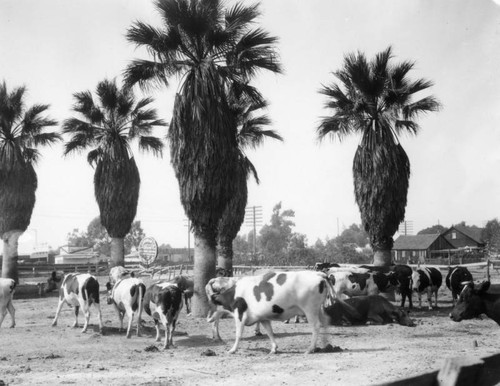 Cows graze on Slauson at Central