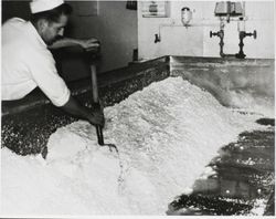 Bob Conklin mixing salt to a vat of curd at the Petaluma Cooperative Creamery, about 1955