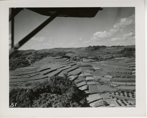 View of terraced fields