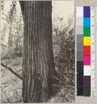 The bark of Castanopsis chrysophylla. 30" diameter at breast height, 85' high. Near Camp 19 Caspar Lumber Company off 3-chop ridge road. 3-23-36. See also 5914 and 5916. E. F