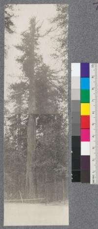 Redwood in State Redwood Park. 1920