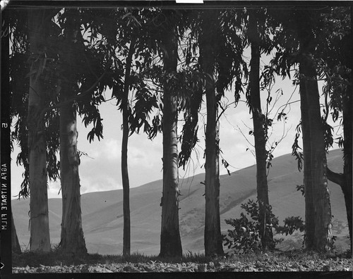 Trees and Hill. [negative]
