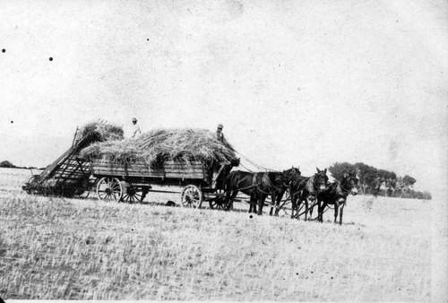 Hay Gathering, Tulare county, Calif., Late 1800s