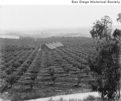 View of an orchard and building at the Red Mountain Ranch in Fallbrook