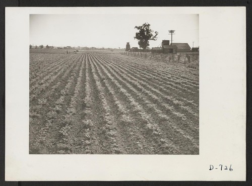 A 10-acre truck crop ranch at Compton, California, formerly farmed by Japanese, now being run by B. G. Moriset. Photographer: Stewart, Francis Compton, California