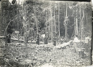 Plantation of the SAIO in Samkita, Gabon